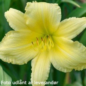 Hemerocallis 'Big Time Happy'. <br/>Daglilje