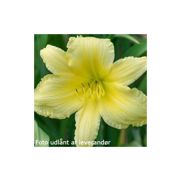 Hemerocallis 'Big Time Happy'. <br/>Daglilje