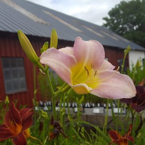 Hemerocallis 'Catherine Woodberry'. <br/>Daglilje