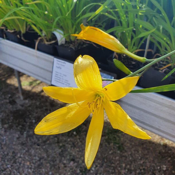 Hemerocallis citrina. <br/>Daglilje