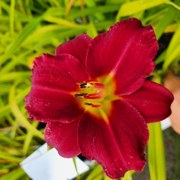 Hemerocallis 'Dark Avenger'. <br/>Daglilje