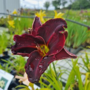 Hemerocallis 'Ed Murray'. <br/>Daglilje