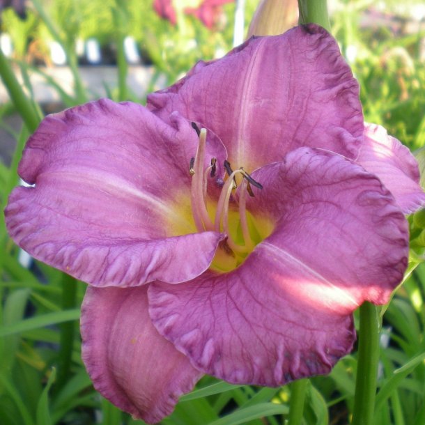 Hemerocallis 'Entrapment'. <br/>Daglilje