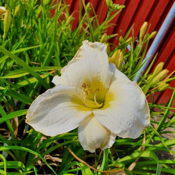 Hemerocallis 'Gentle Shepherd'. <br/>Daglilje