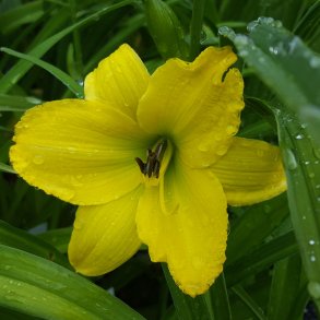 Hemerocallis 'Green Flutter'. <br/>Daglilje