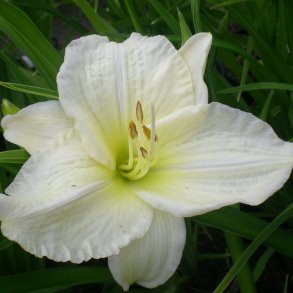 Hemerocallis 'Joan Senior'. <br/>Daglilje