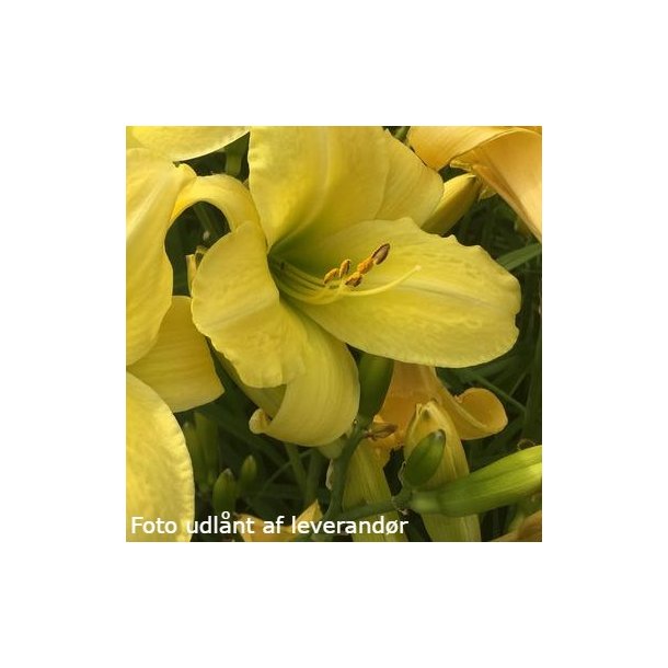 Hemerocallis 'Just Watch'. <br/>Daglilje