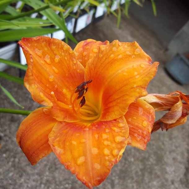 Hemerocallis 'Mauna Loa'. <br/>Daglilje