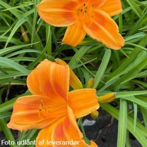 Hemerocallis 'Rocket City'. <br/>Daglilje