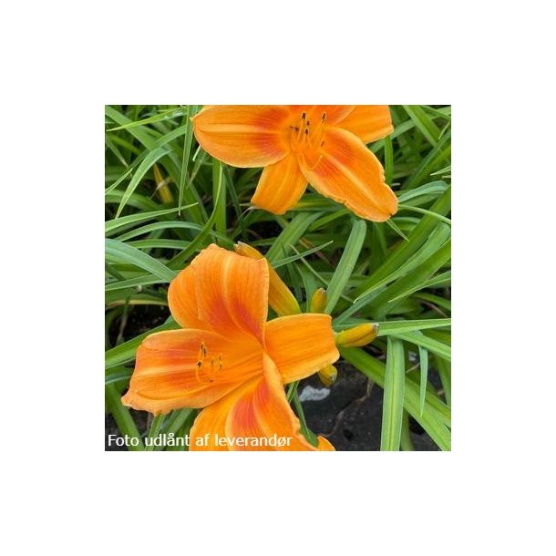 Hemerocallis 'Rocket City'. <br/>Daglilje