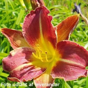 Hemerocallis 'Royal Thornbird'. <br/>Daglilje