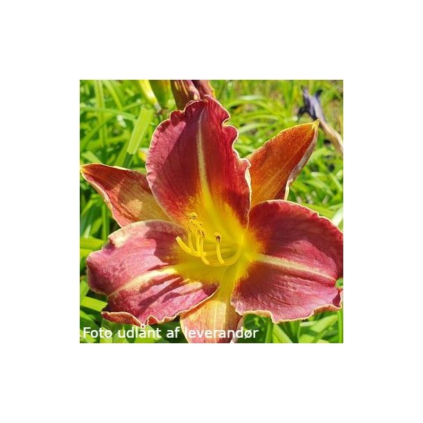 Hemerocallis 'Royal Thornbird'. <br/>Daglilje