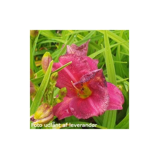 Hemerocallis 'Siloam Royal Prince'. <br/>Daglilje