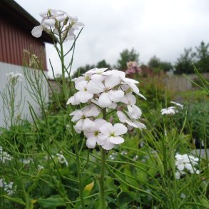 Hesperis matronalis var. albiflora.   <br/>Natviol