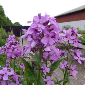 Hesperis matronalis.  <br/>Natviol