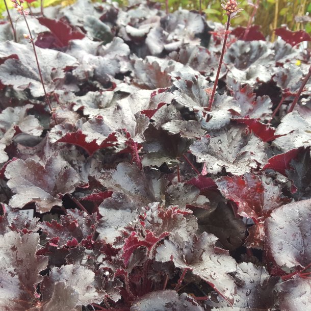 Heuchera 'Black Pearl'. <br/>Alunrod