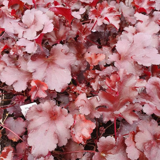 Heuchera BLACKBERRY 'lfhebbr'. <br/>Alunrod