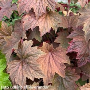 Heuchera villosa 'Brownies'.<br/>Alunrod