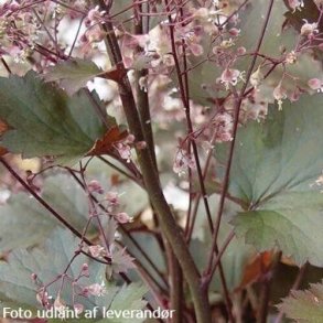 Heuchera 'Chocolate Ruffles'.<br/>Alunrod