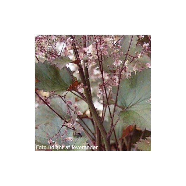 Heuchera 'Chocolate Ruffles'.<br/>Alunrod