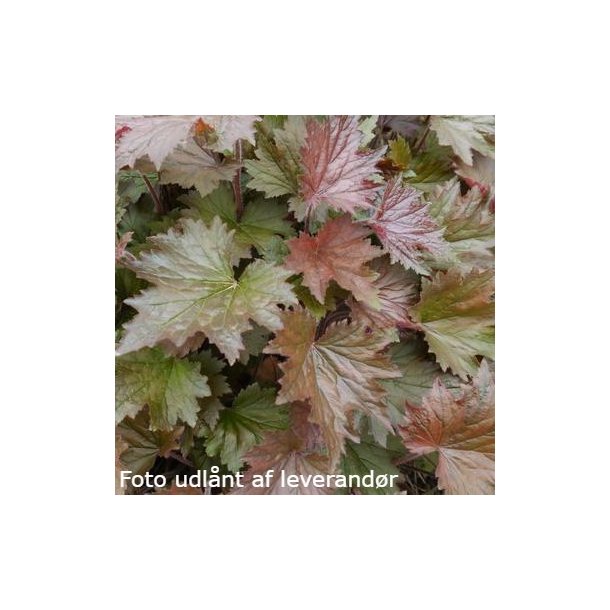 Heuchera villosa 'Copper Dinosaur'. Alunrod Stauder H Staudestedet