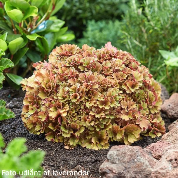 Heuchera 'Frilly'. <br/>Alunrod