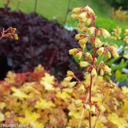 Heuchera 'Ginger Ale'. <br/>Alunrod