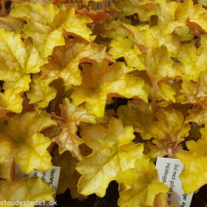 Heuchera 'Ginger Ale'. <br/>Alunrod