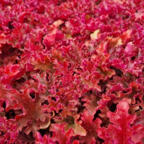 Heuchera 'Indian Summer Gojiberry'.<br/>Alunrod