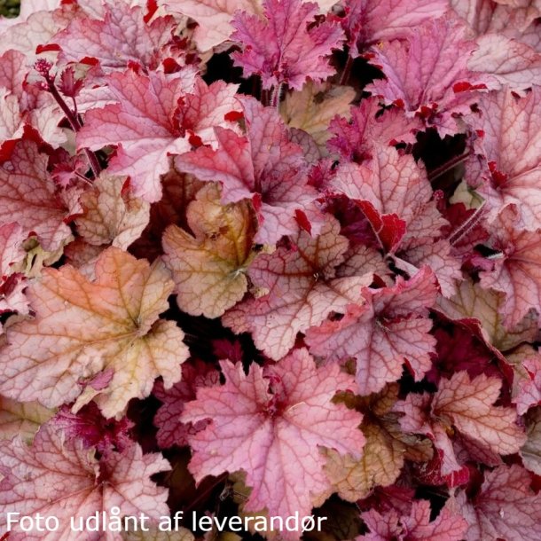  Heuchera hybrida 'Indian Summer Coralberry'. <br/>Alunrod