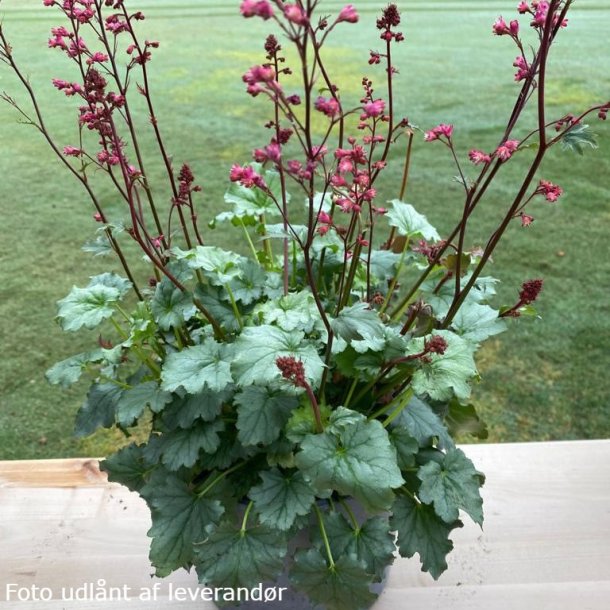 Heuchera 'Greenberry'. <br/>Alunrod