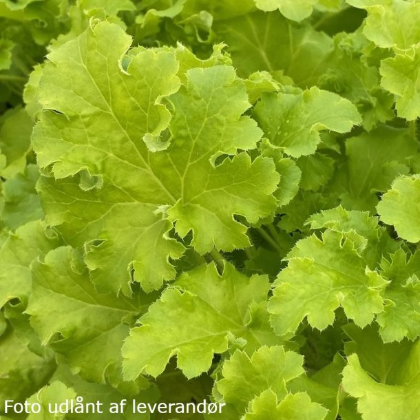 Heuchera 'Limeberry'. <br/>Alunrod