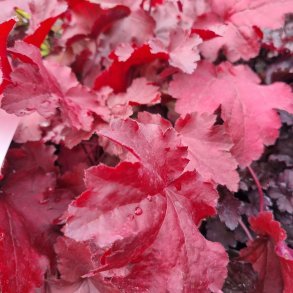 Heuchera 'Magma'.<br/>Alunrod