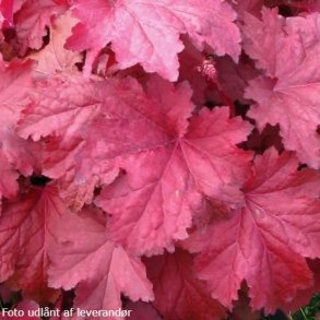 Heuchera 'Magma'.<br/>Alunrod