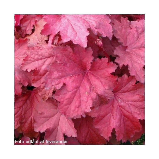 Heuchera 'Magma'.<br/>Alunrod