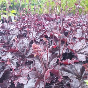 Heuchera 'Obsidian'. <br/>Alunrod