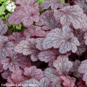 Heuchera 'Plum Pudding'.<br/>Alunrod