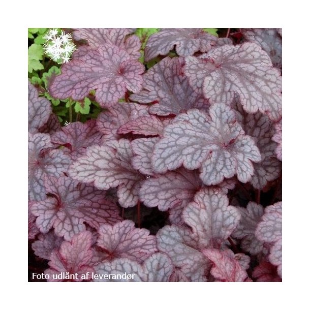 Heuchera 'Plum Pudding'.<br/>Alunrod