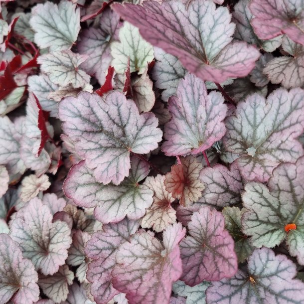 Heuchera 'Pools of Purple'. <br/>Alunrod