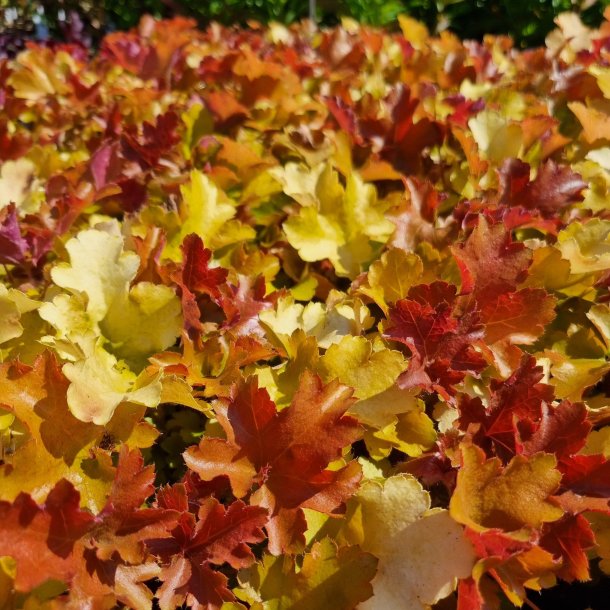 Heuchera 'Rockies Amber'. <br/>Alunrod