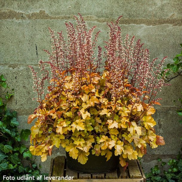 Heuchera 'Rockies Amber'. <br/>Alunrod
