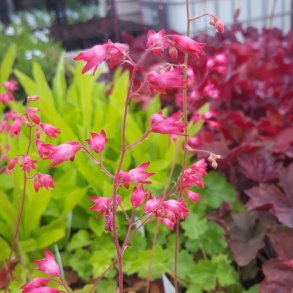 Heuchera sanguinea. <br/>Alunrod