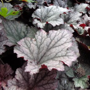 Heuchera 'Frosted Violet Dream'. <br/>Alunrod