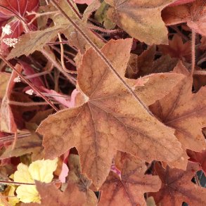 x Heucherella 'Art Deco'. <br/>Alunrod