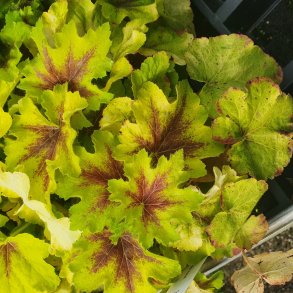 x Heucherella 'Art Niveau'. <br/>