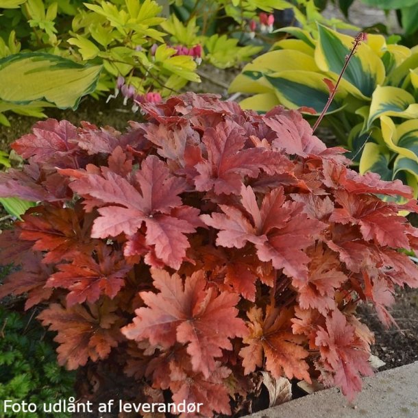 Heucherella 'Hopschotch'. <br/>Alunrod