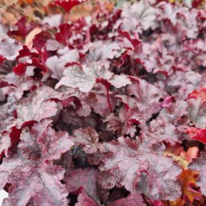 Heuchera 'Plum Pudding'.<br/>Alunrod