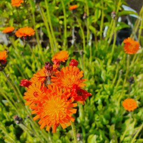 Pilosella aurantiaca. <br/>Pomeranshgeurt
