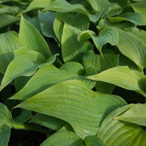 Hosta 'Blue Angel'. <br/>Hosta
