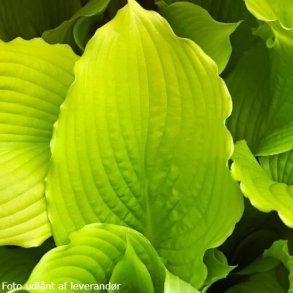 Hosta 'Dancing Queen'. <br/>Hosta